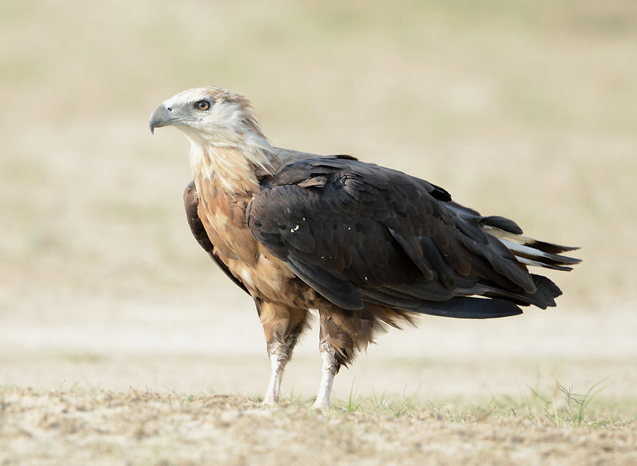image Pallas's Fish-Eagle